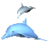 a_dolphin.gif